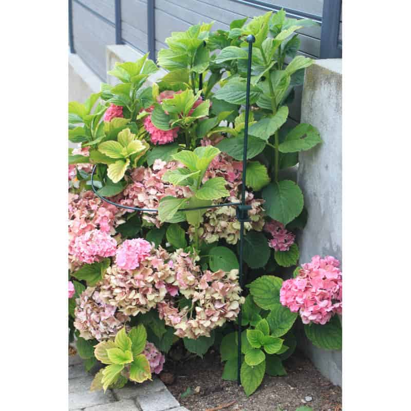 Fleurs de Vigne JTWEB Support Plante Demi Cercle Tuteur Plante grimpante en m/étal Anneau de Support de Plante de Jardin pour Tomate 20x35cm, 2pcs Roses Hortensia