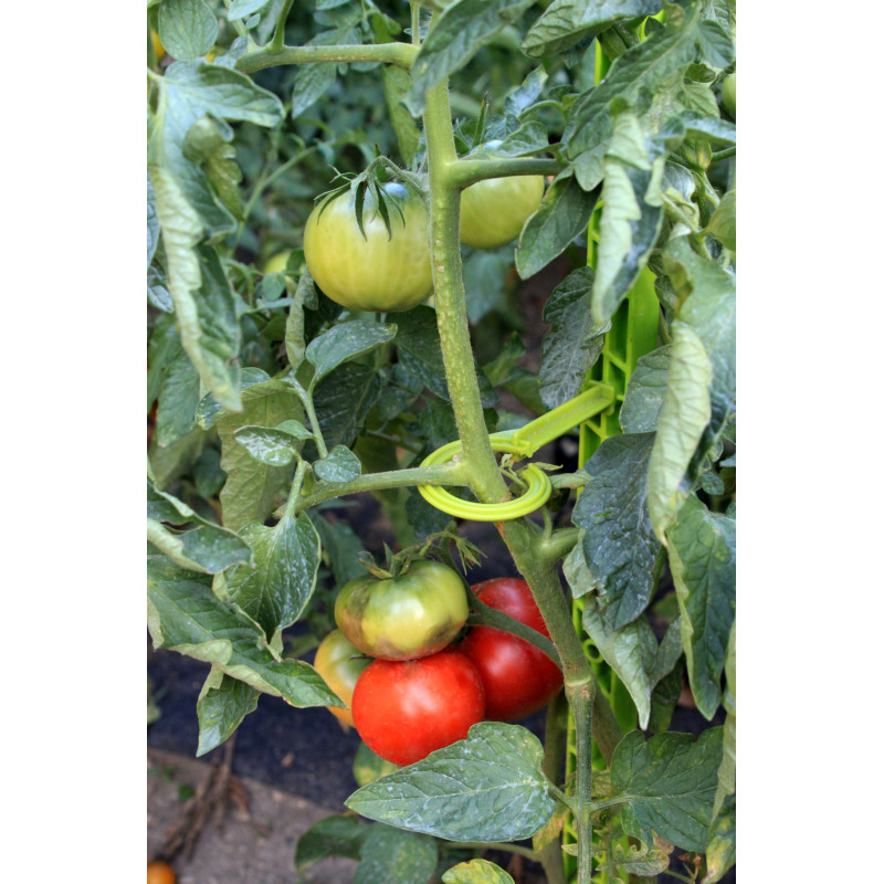 Commandez votre tuteur à tomate 1,80 m chez Jardin et Saisons
