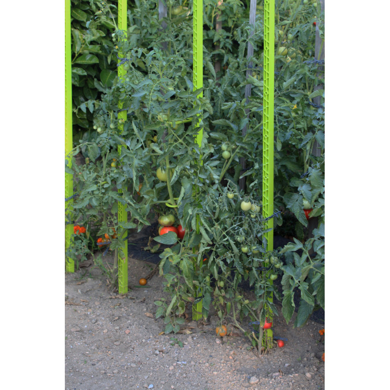 Tuteur à Tomate tuteur 224 tomate en plastique recycl 233 1 80m vert anis Tuteur à Tomate tuteur 224 tomate en plastique recycl 233 1 80m vert anis