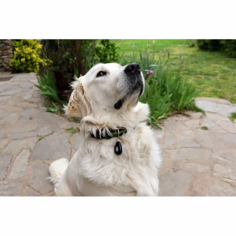 Pendentif Repulsif Ultrason Anti Tique Et Puce Pour Chien Et Chat Pendentif Repulsif Ultrason Anti Tique Et Puce Pour Chien Et Chat