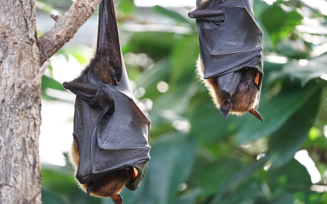 Comment attirer les Chauve-souris dans son jardin ?