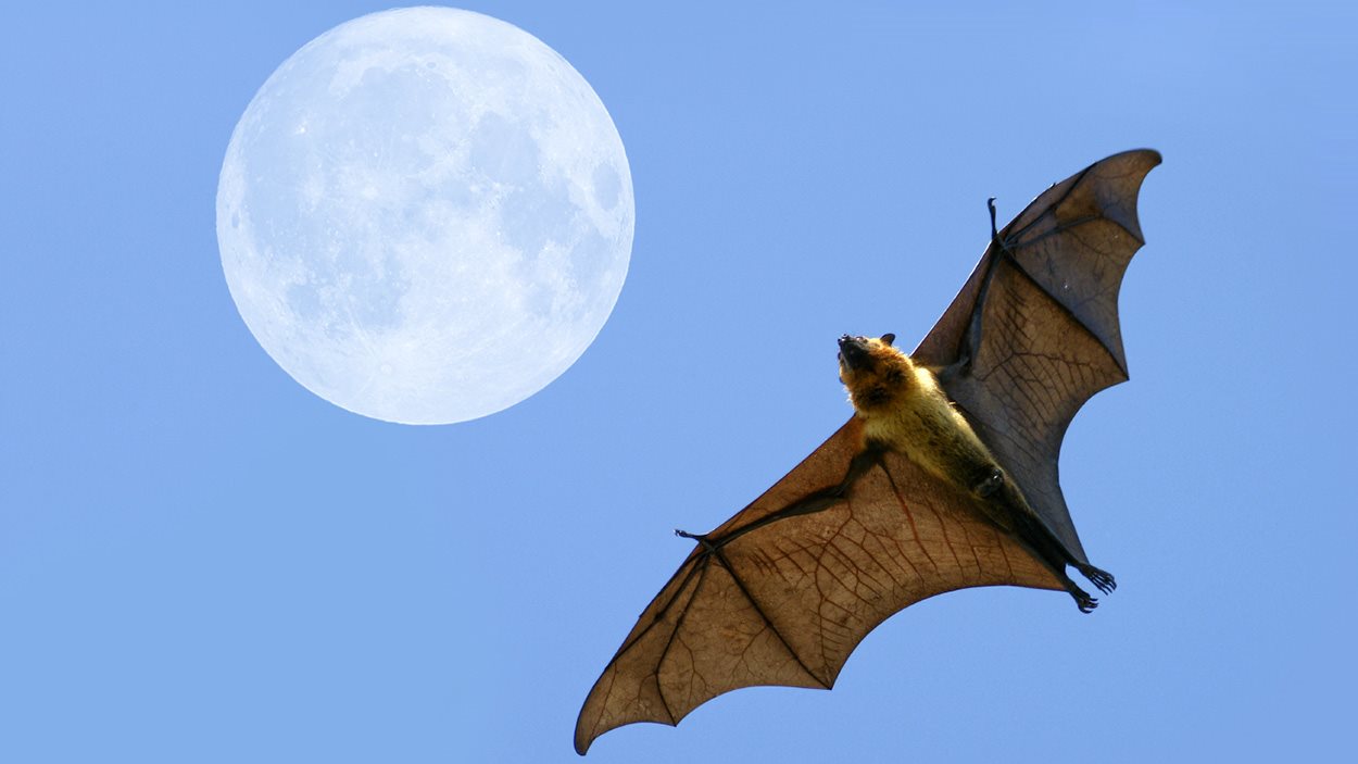 Pourquoi et comment abriter des chauves souris dans son jardin