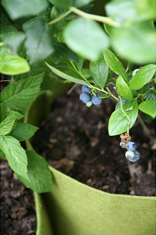 sac de plantation en feutre 10